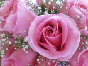 pink roses